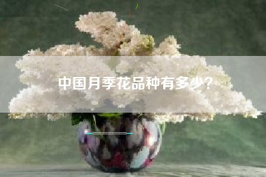 中国月季花品种有多少？