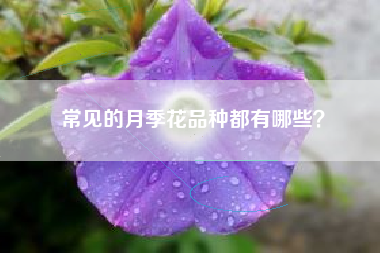 常见的月季花品种都有哪些？