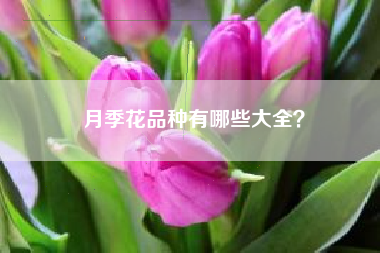 月季花品种有哪些大全？