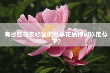 有哪些花友必备的月季花品种可以推荐下？