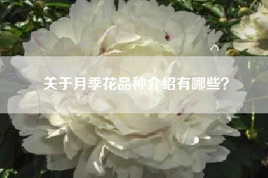 关于月季花品种介绍有哪些？