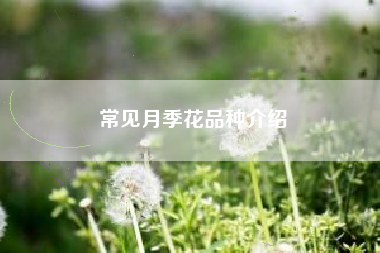 常见月季花品种介绍