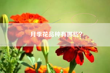 月季花品种有哪些？