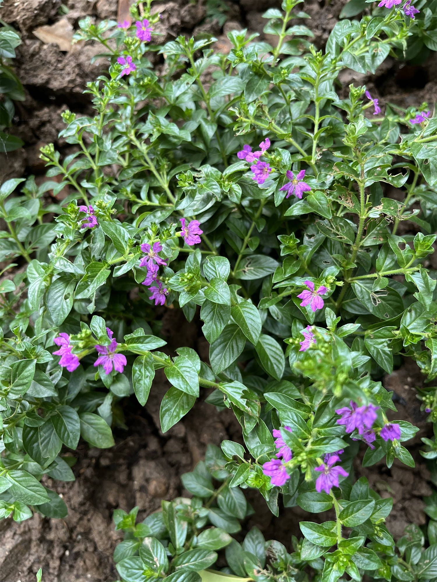 蕚距花的功效与作用的简单介绍