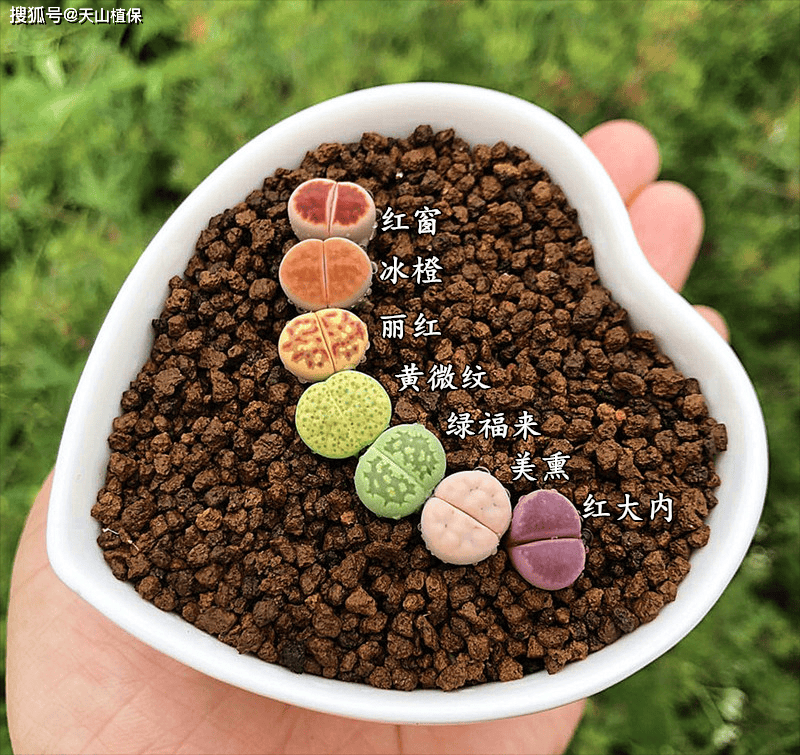 生石花蜕皮养护生石花蜕皮了怎么办