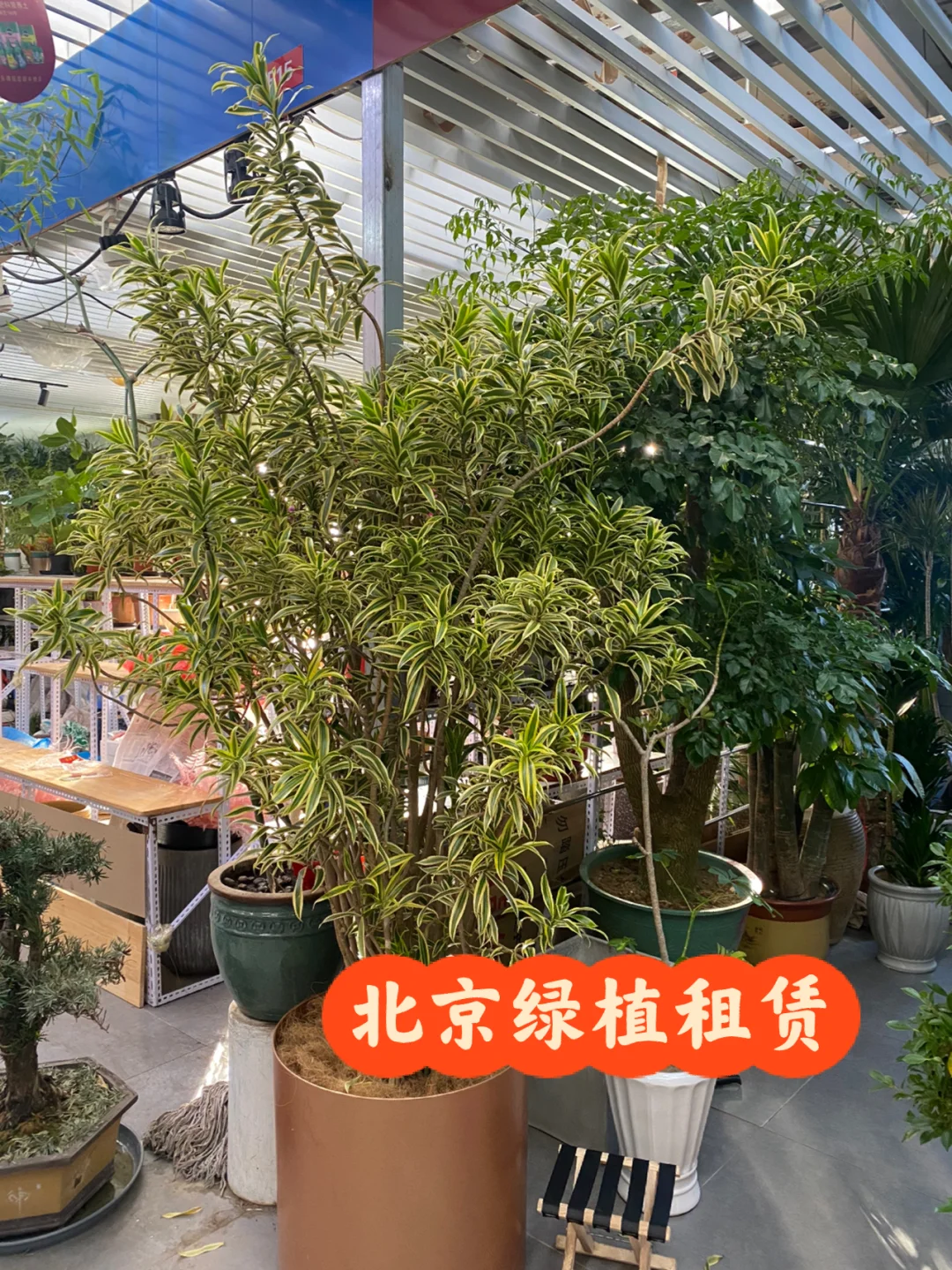 包含北京各个医院绿植租摆的词条