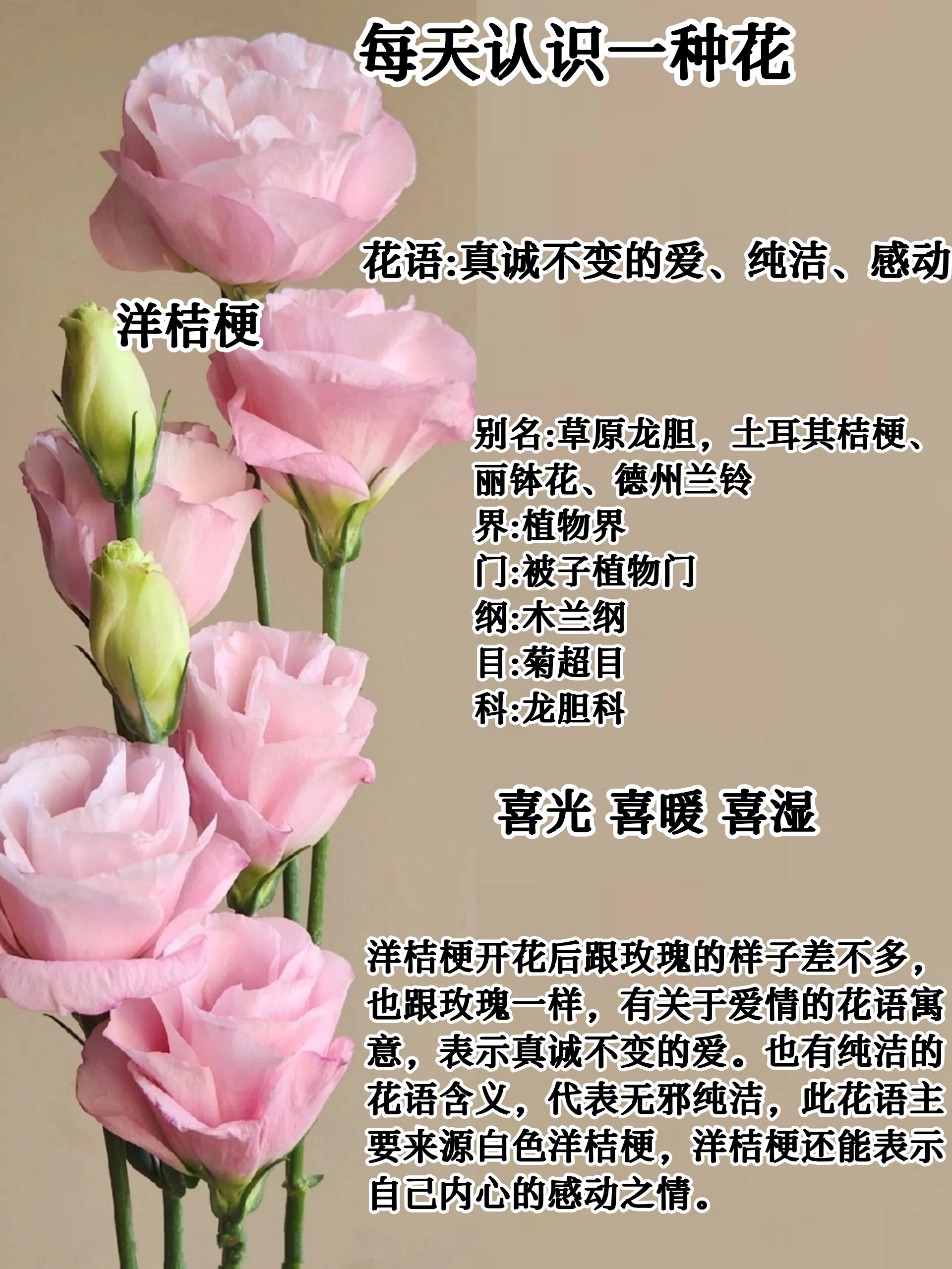 不同花的花语及故事你知道不同的花有不同的花语