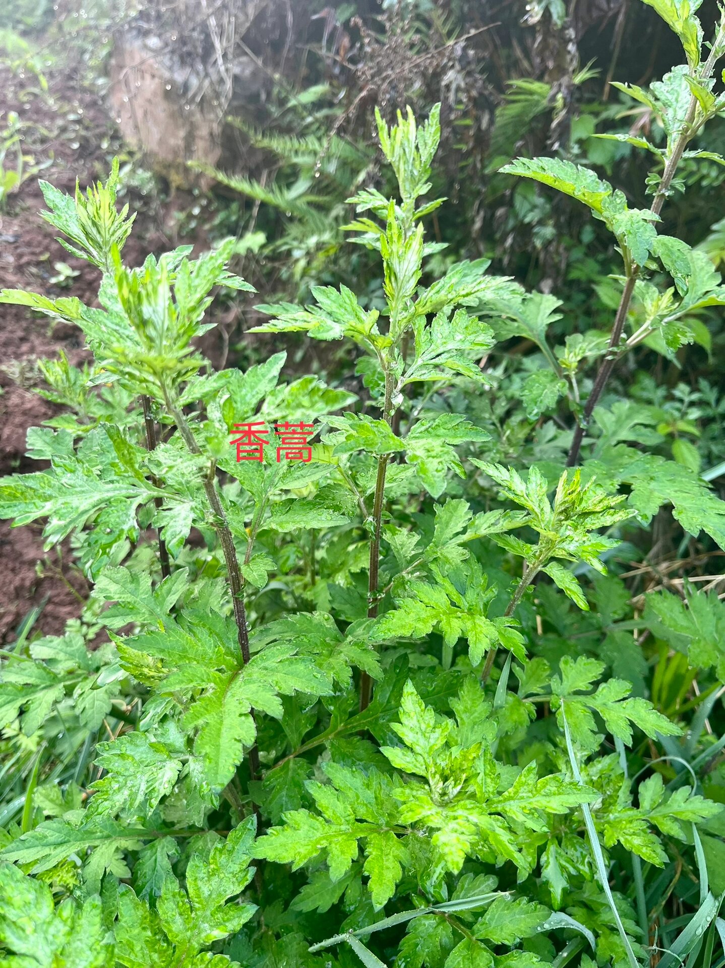 艾叶和艾花功效一样吗艾叶和艾草的功效与作用