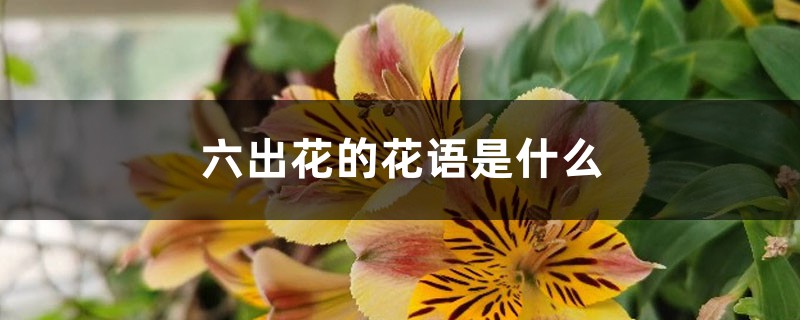 6多的花语67多花的意义