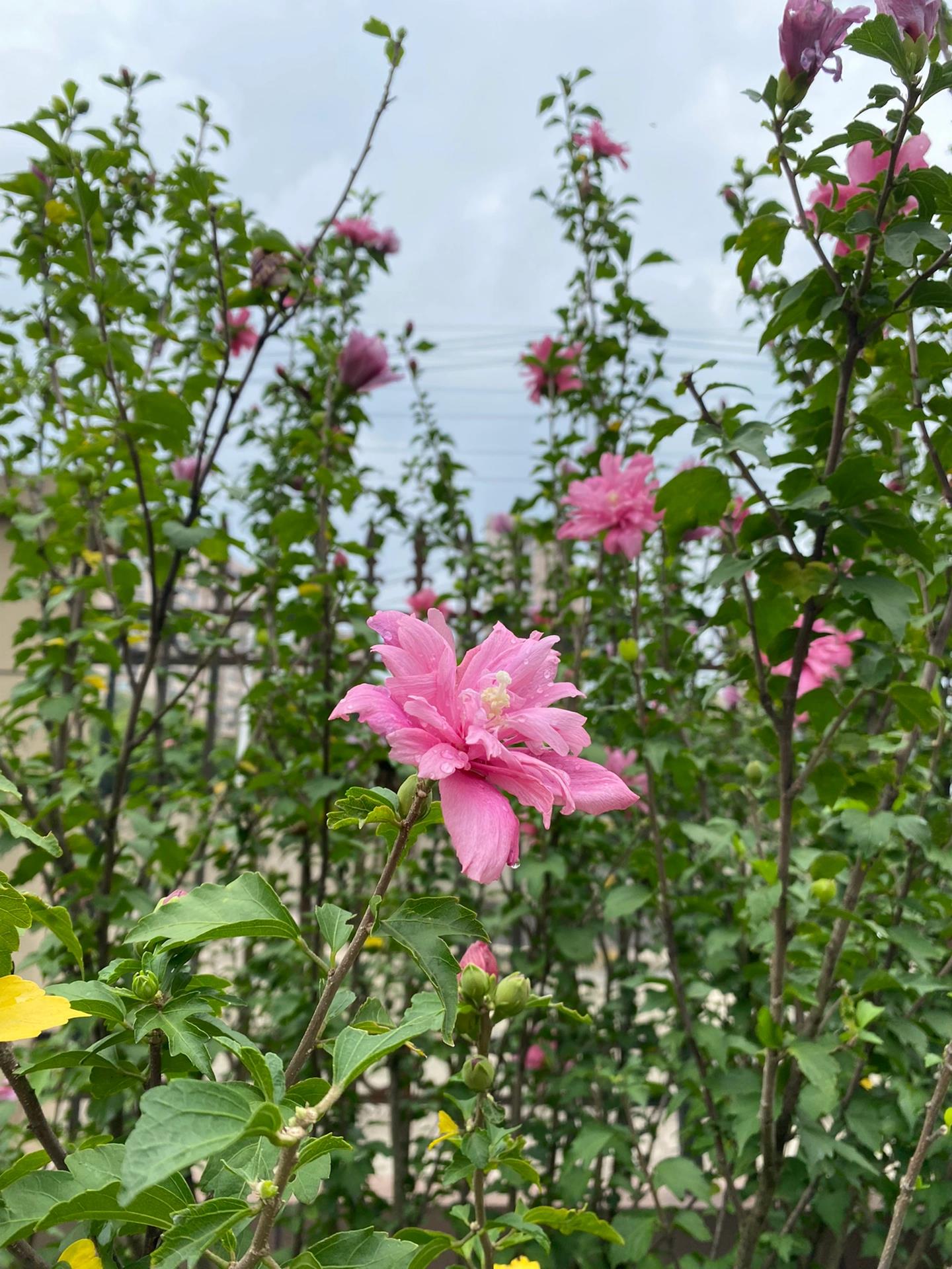 高温多湿时花养护要点高温多湿时花养护要点是什么