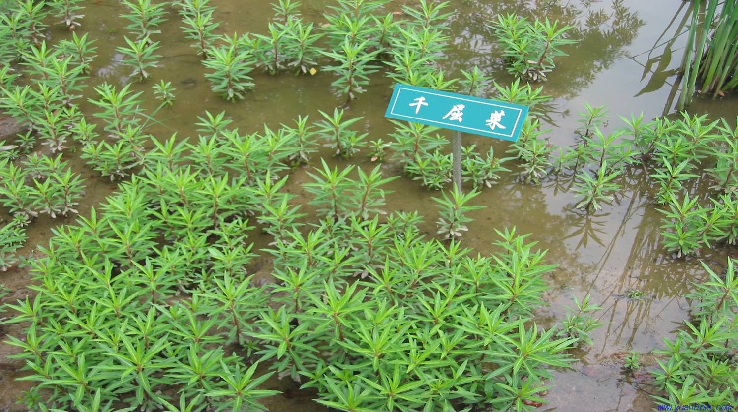 靠水流传播种子的是什么植物靠水流传播种子的是什么植物呢