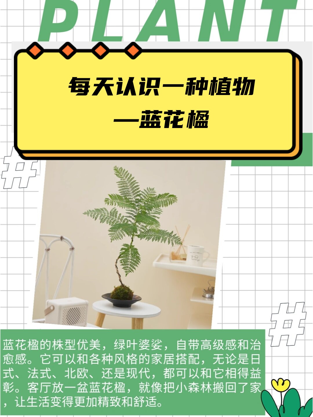 蓝花楹植物功效蓝花楹药用部位及功效