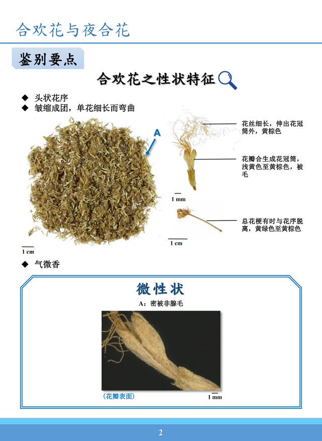 百欢花的功效与作用百欢花的功效与作用图片