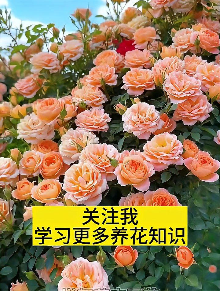 新种的月季花怎么养护新种的月季花怎么养护和管理