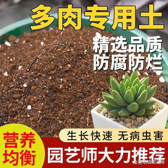 绿植叶片软绿植叶子变软