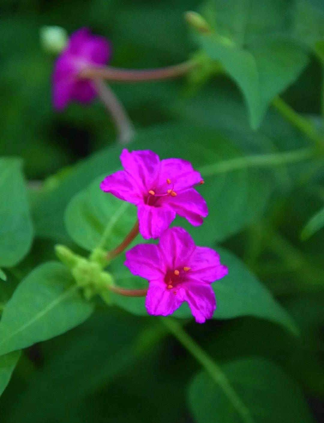 紫未莉花功效紫茉莉药用功效