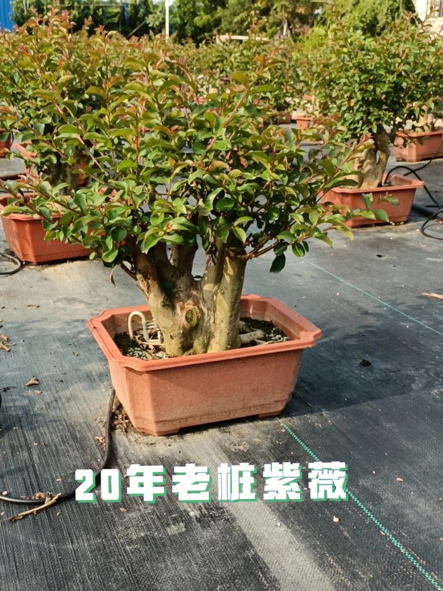 盆栽紫薇花怎养护盆栽紫薇花什么时候开花