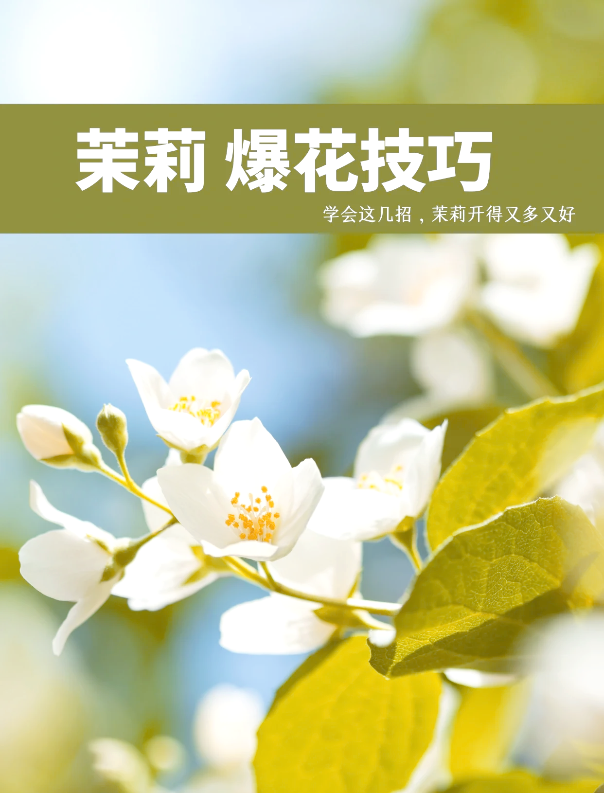 沫莉花养护沫茉莉花怎么养