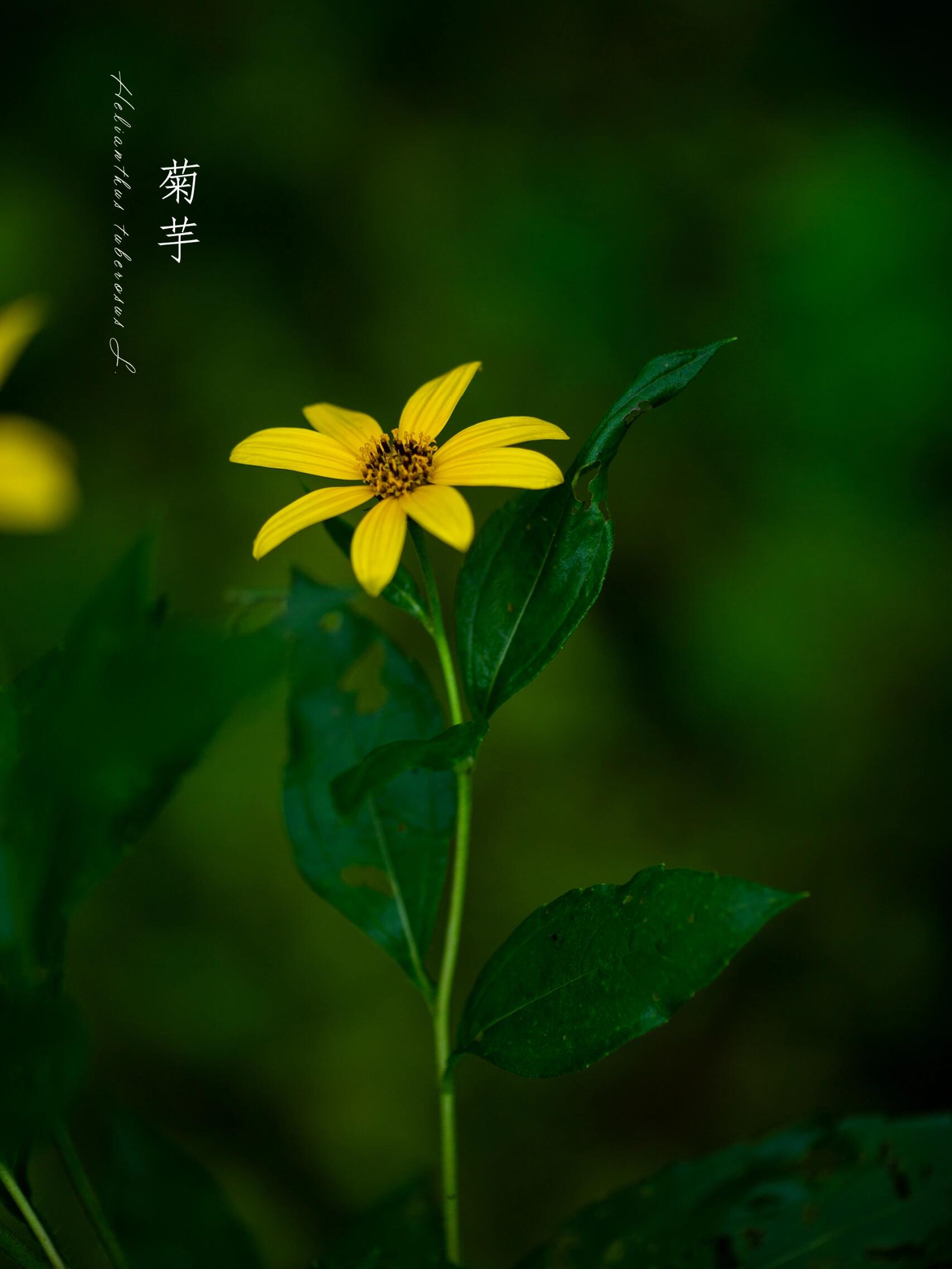 菊芋花功效菊芋的功效与食用方法