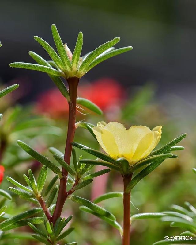 死不了花的品种死不了花有几种颜色