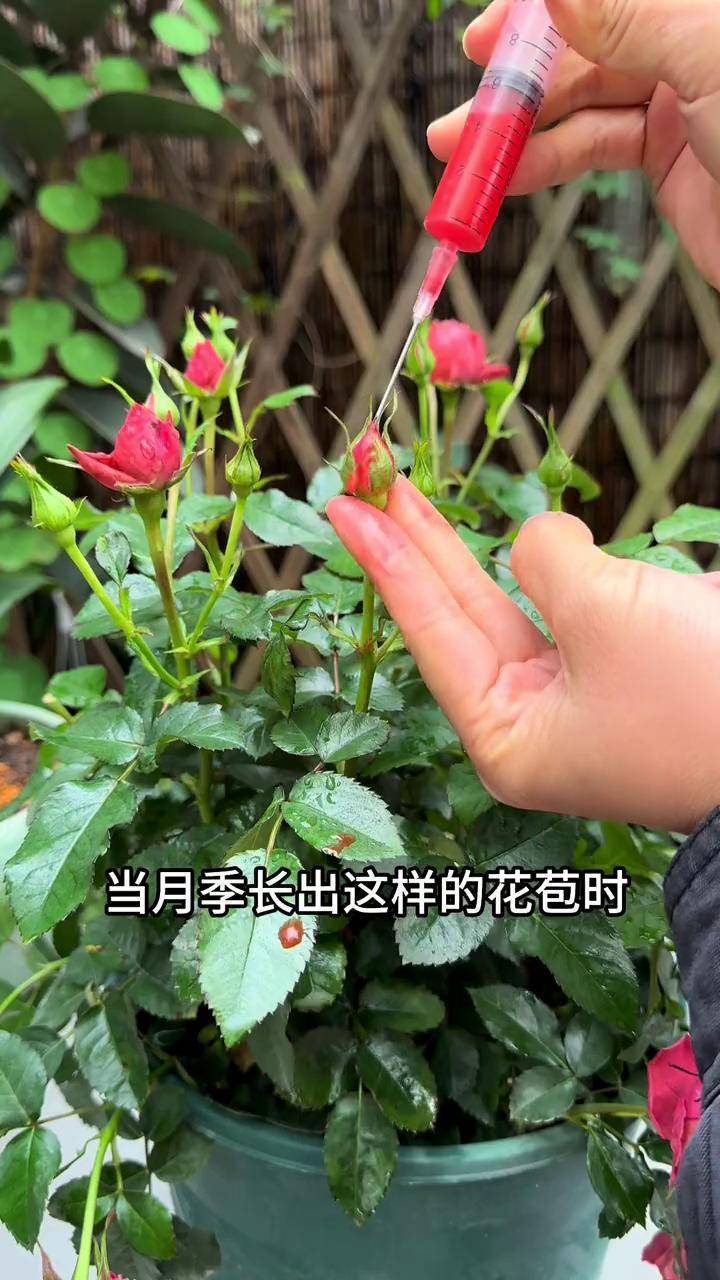 秋季月季花如何养护秋季月季花如何养护视频