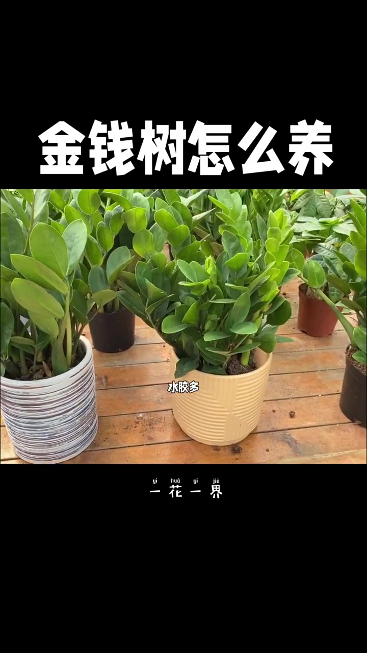 金钱树的花怎么养护金钱树怎么养才茂盛开花