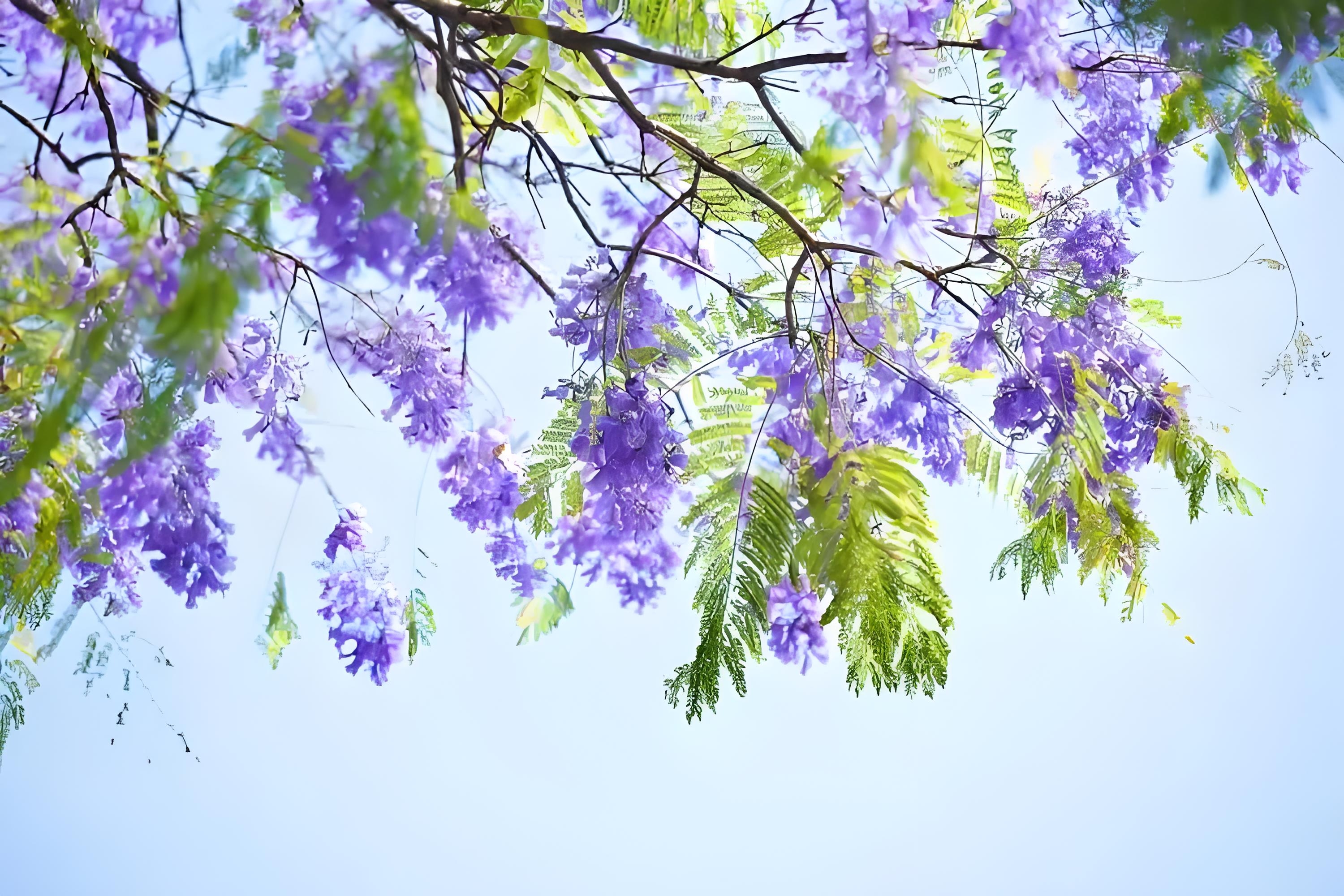 蓝花楹养护蓝花楹养护要点