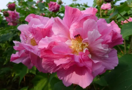 芙蓉花品种图片芙蓉花价格表和图片