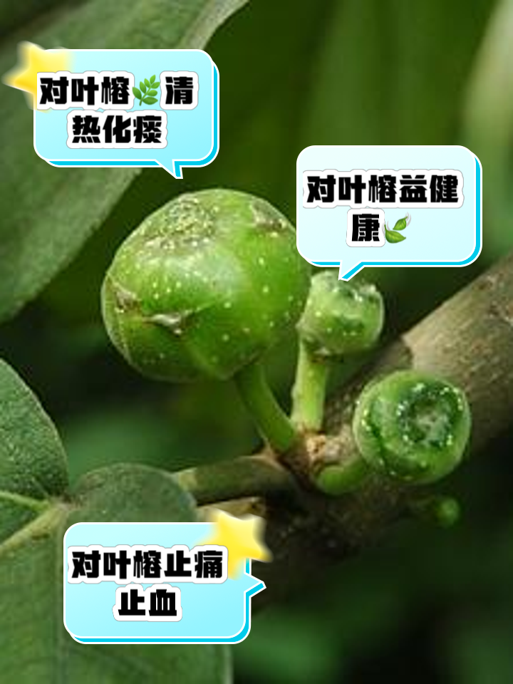 榕树花的功效与作用榕树花的功效与作用是什么