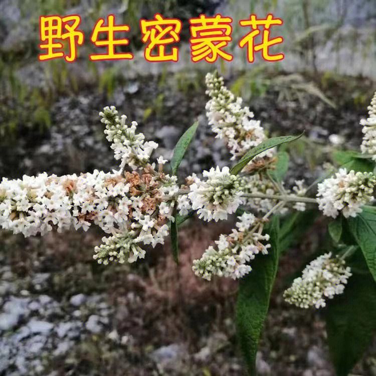 依米花花语图片及传说的简单介绍