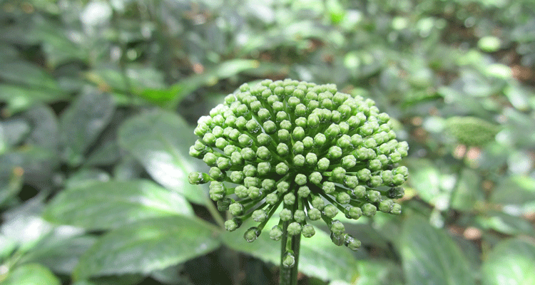 三七花花语三七花是什么植物