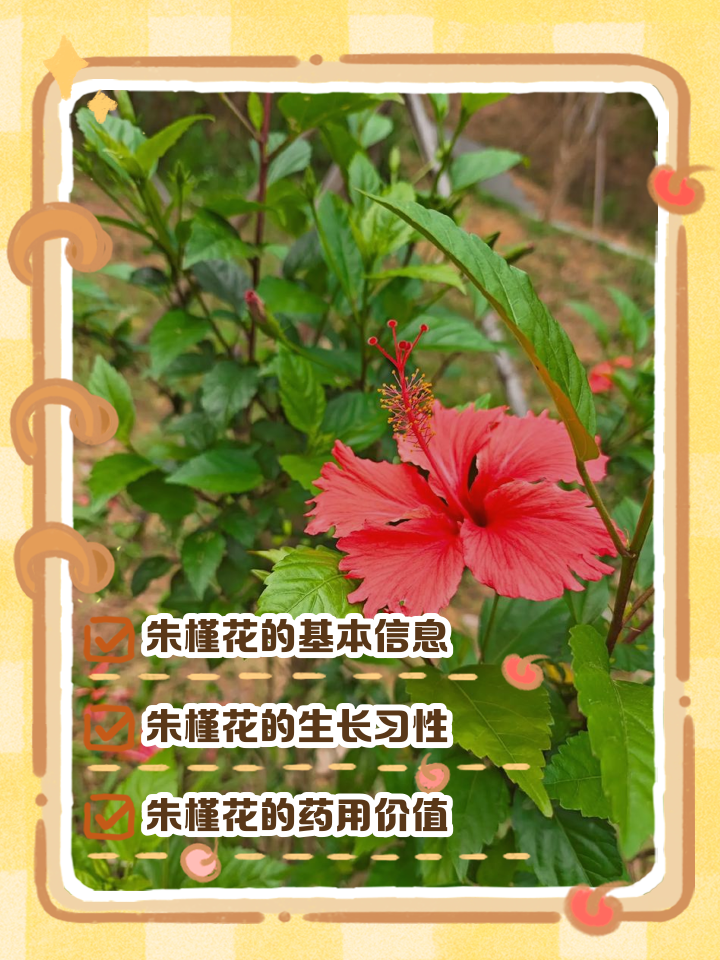 朱瑾花的故事朱瑾花logo