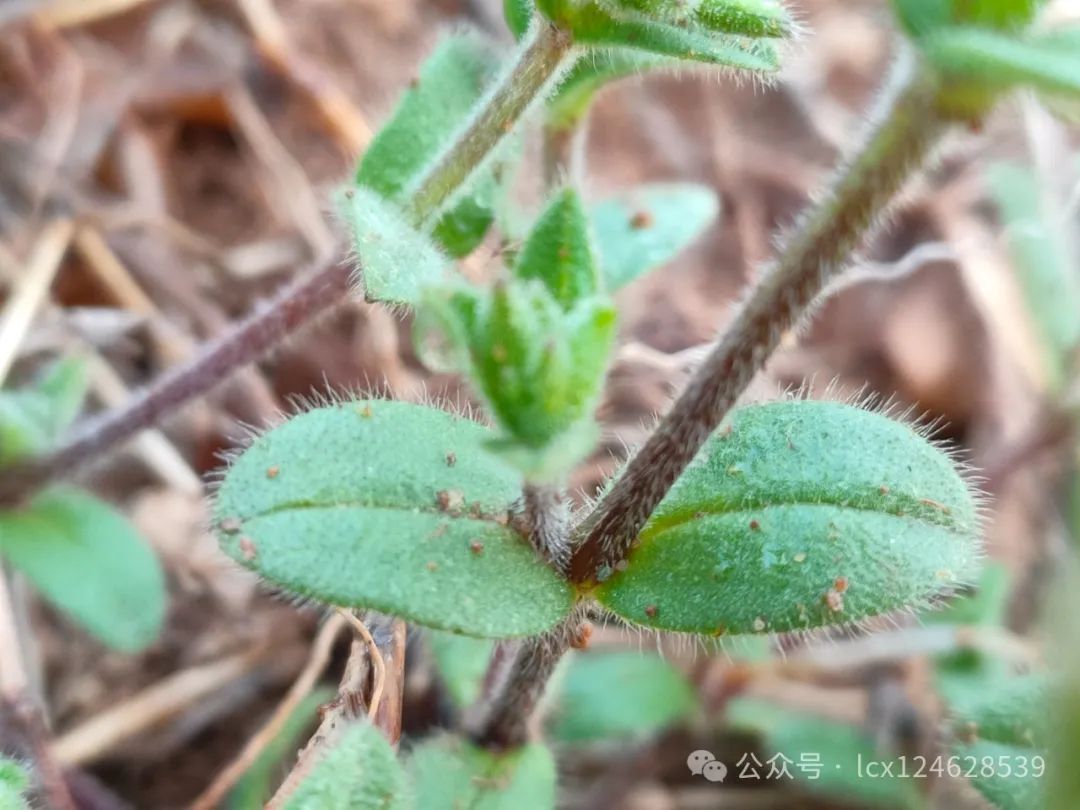 卷耳花语是什么卷耳花语是什么动物