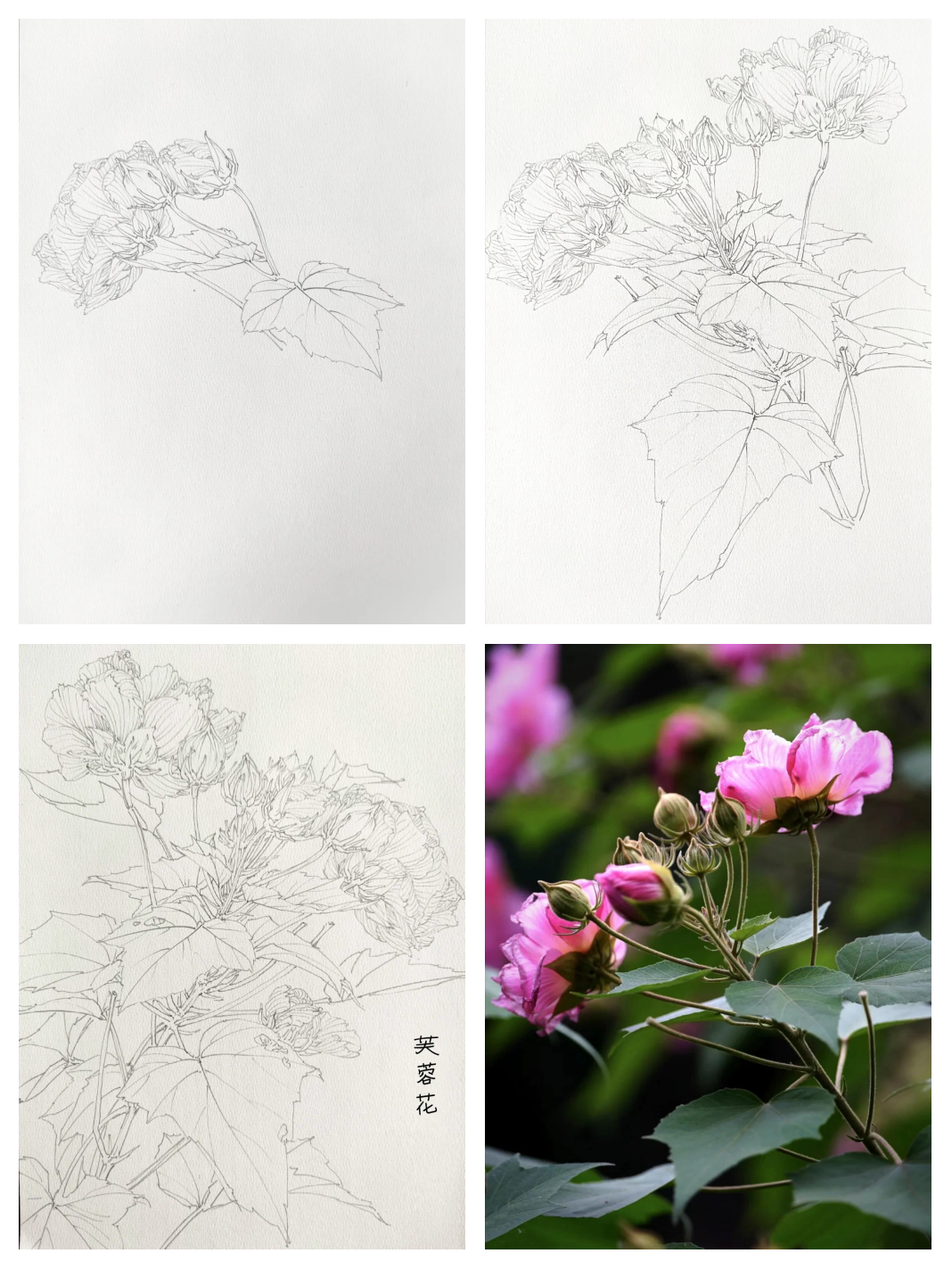 芙蓉花有什么功效芙蓉花有什么功效和副作用