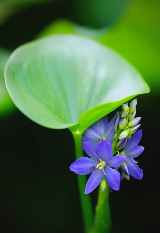 雨久花功效雨久花是什么植物