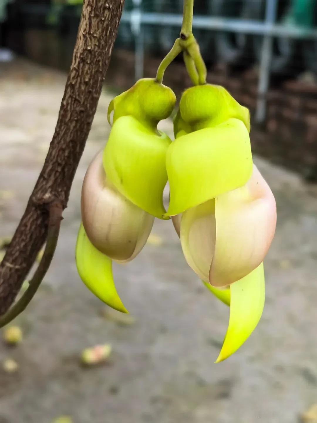 禾雀花的寓意和花语禾雀花的寓意和花语是什么