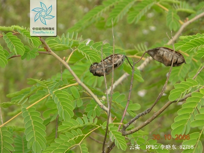 云实花功效云实花可以泡茶喝吗