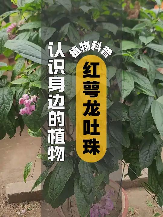 龙吐珠花的功效与作用龙吐珠花的功效与作用是什么