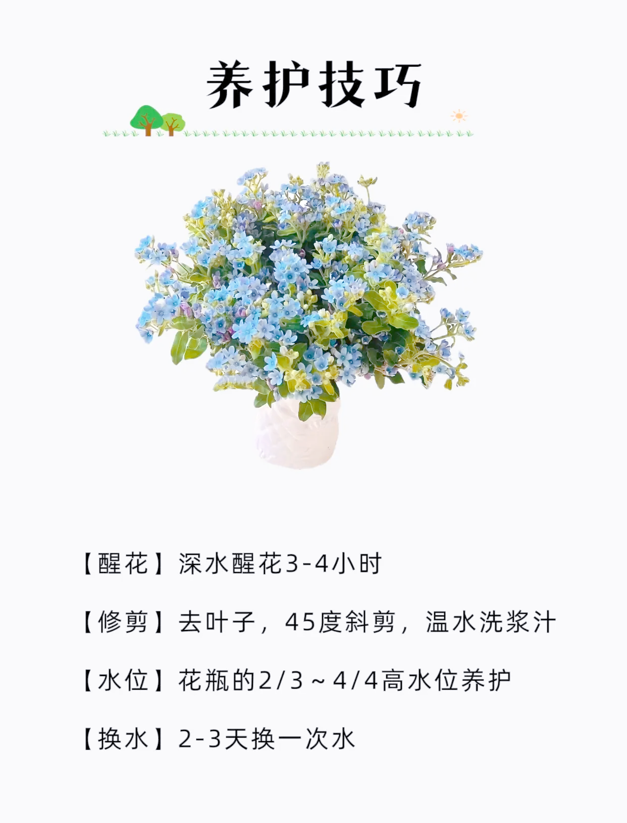 蓝星花如何养护蓝星花的种植方法