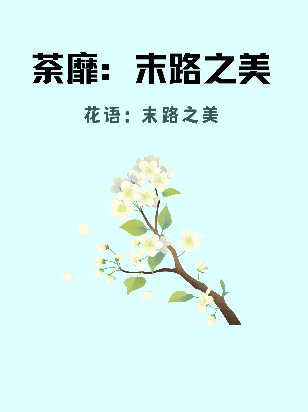 荼靡花功效荼靡花长什么样子