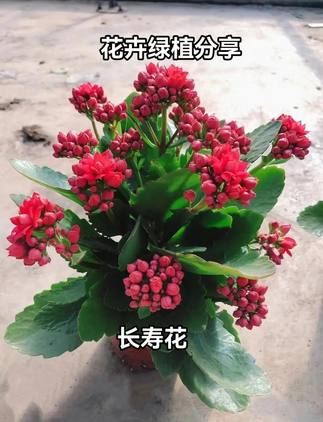 长寿花养护要点长寿花养护小贴士